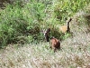comp_qd0001017